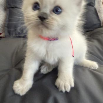chaton Ragdoll blue point multi Les Ragdolls de la Croisette