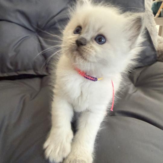 chaton Ragdoll blue point multi Les Ragdolls de la Croisette