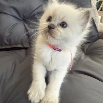 chaton Ragdoll blue point multi Les Ragdolls de la Croisette