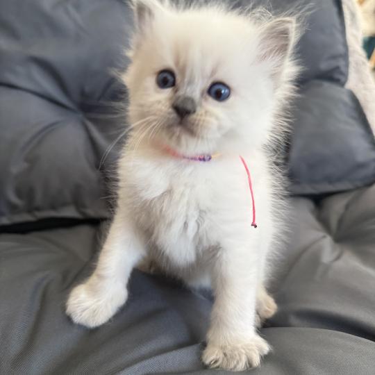 chaton Ragdoll blue point multi Les Ragdolls de la Croisette
