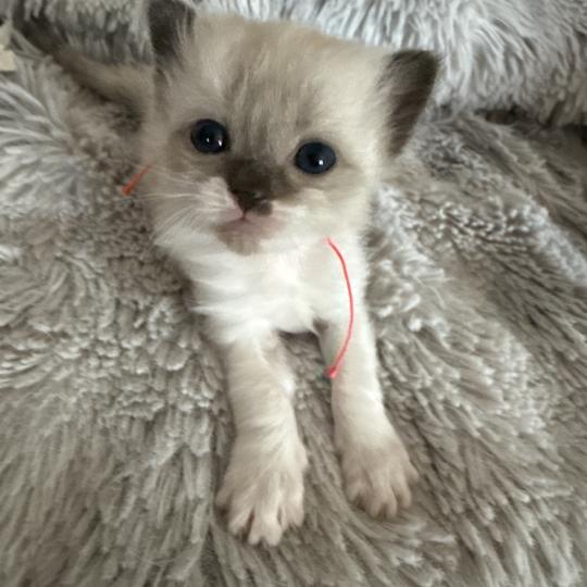 chaton Ragdoll multi Les Ragdolls de la Croisette