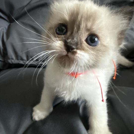chaton Ragdoll multi Les Ragdolls de la Croisette