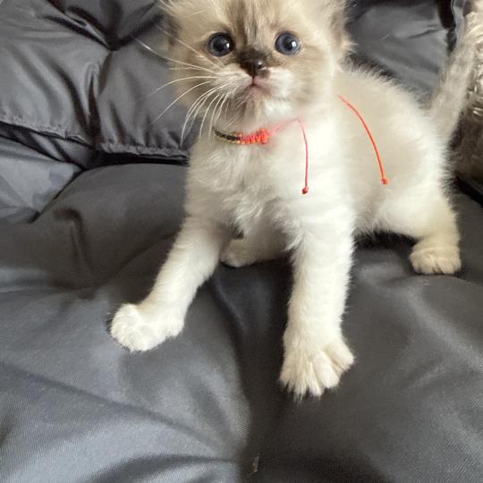 chaton Ragdoll multi Les Ragdolls de la Croisette
