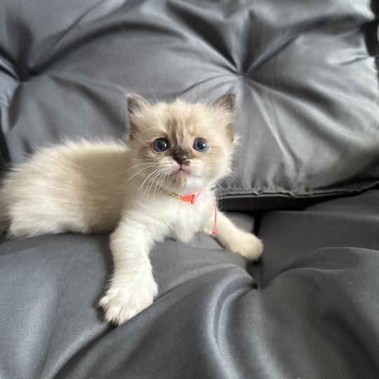 chaton Ragdoll multi Les Ragdolls de la Croisette