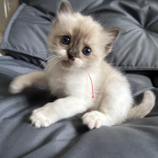 chaton Ragdoll multi Les Ragdolls de la Croisette