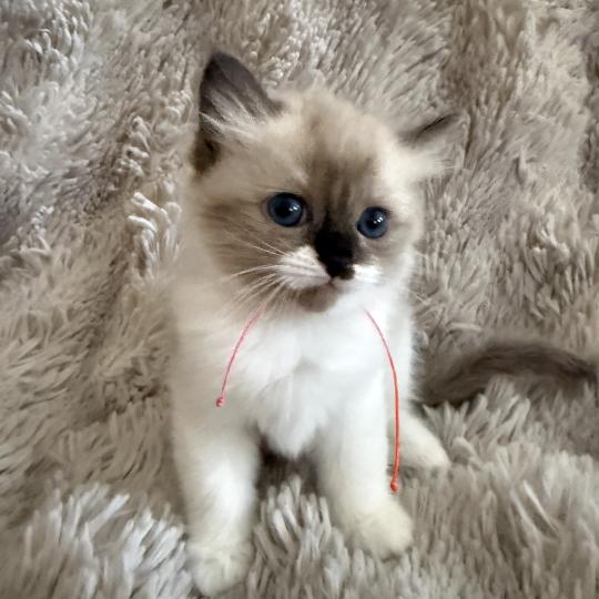 chaton Cherubim Belèm Les Ragdolls de la Croisette