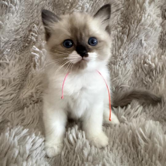 chaton Cherubim Belèm Les Ragdolls de la Croisette