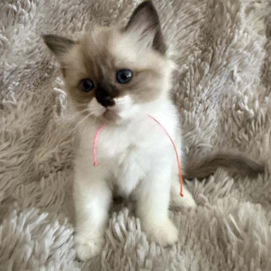 chaton Cherubim Belèm Les Ragdolls de la Croisette