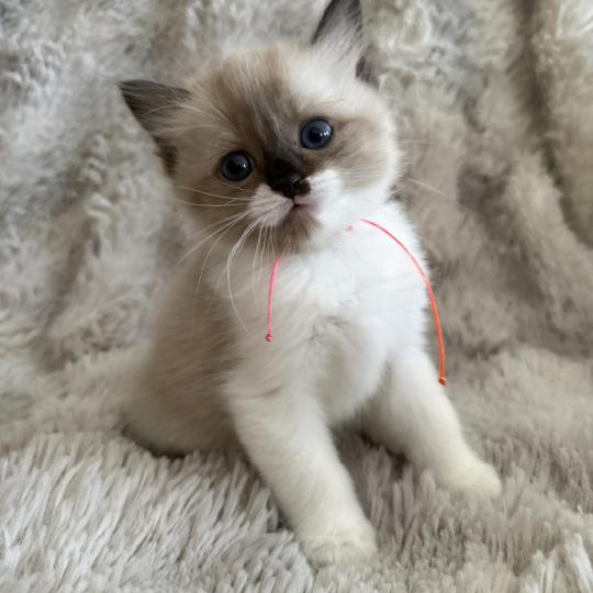 chaton Cherubim Belèm Les Ragdolls de la Croisette