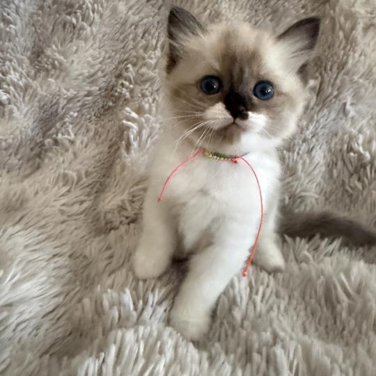chaton Cherubim Belèm Les Ragdolls de la Croisette