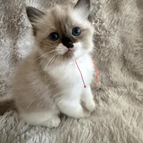 chaton Cherubim Belèm Les Ragdolls de la Croisette