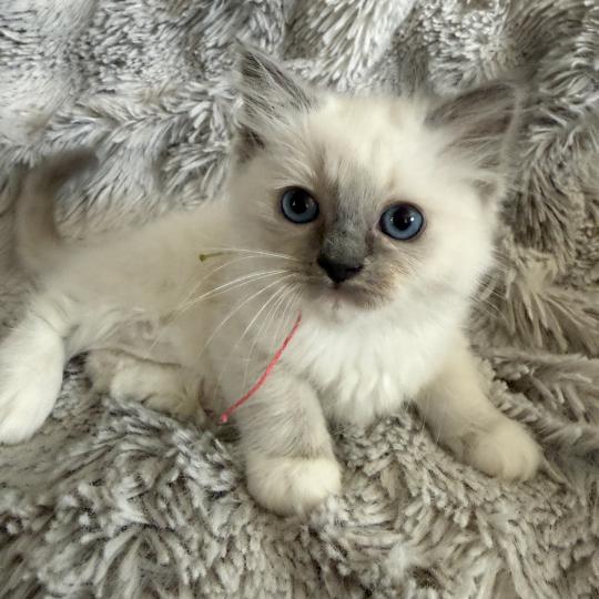 chaton Ragdoll blue point mitted Multi Les Ragdolls de la Croisette