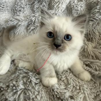 chaton Ragdoll blue point mitted Multi Les Ragdolls de la Croisette