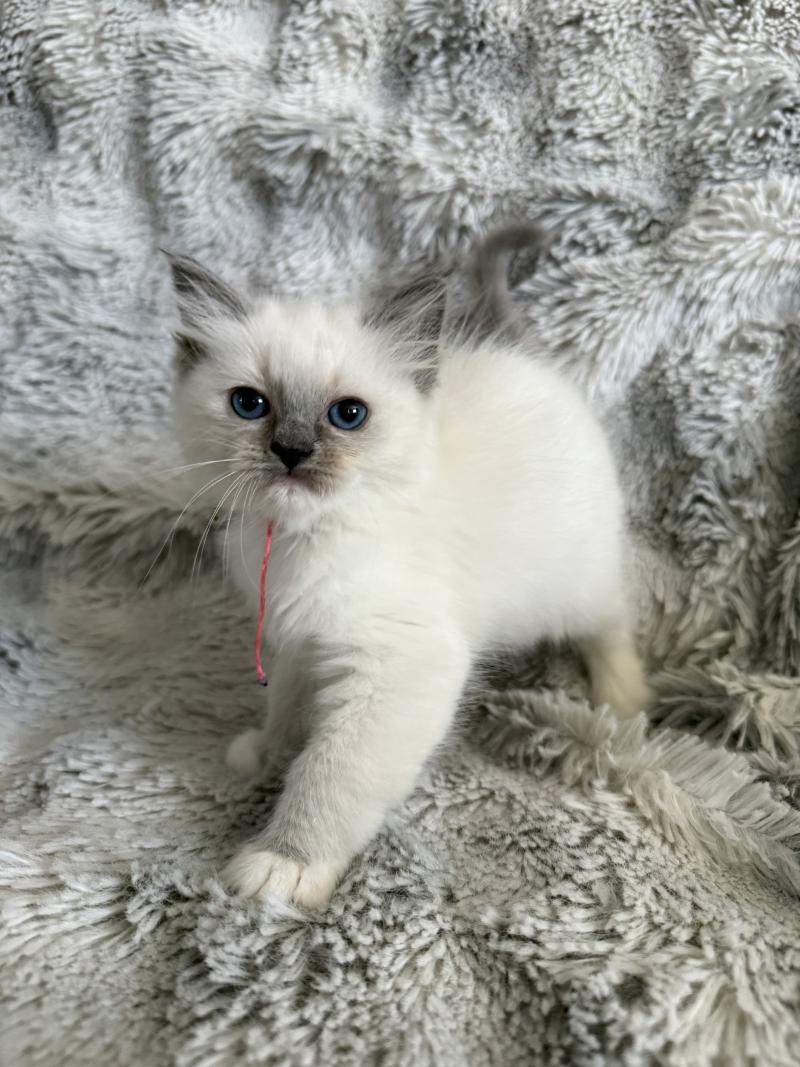 Multi De La Croisette Femelle Ragdoll