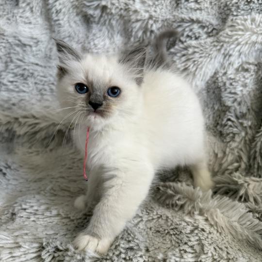 chaton Ragdoll blue point mitted Multi Les Ragdolls de la Croisette