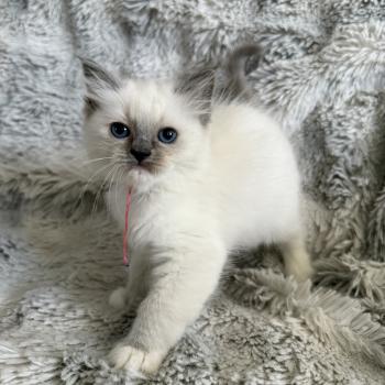 chaton Ragdoll blue point mitted Multi Les Ragdolls de la Croisette