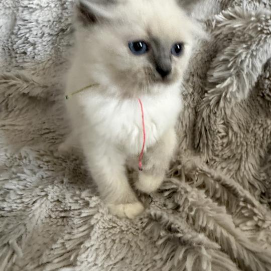chaton Ragdoll blue point mitted Multi Les Ragdolls de la Croisette