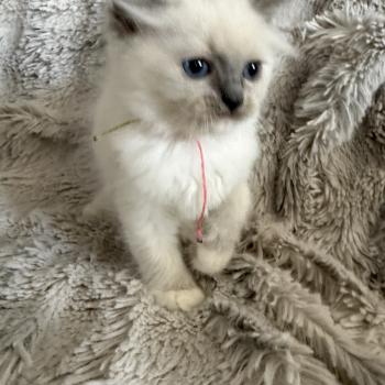 chaton Ragdoll blue point mitted Multi Les Ragdolls de la Croisette