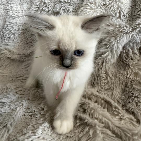 chaton Ragdoll blue point mitted Multi Les Ragdolls de la Croisette
