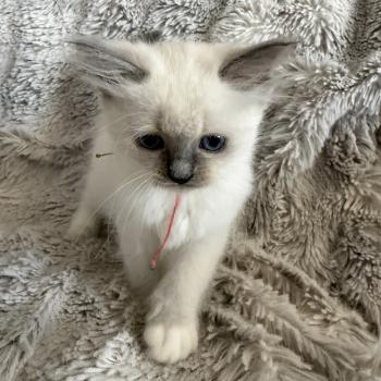 chaton Ragdoll blue point mitted Multi Les Ragdolls de la Croisette