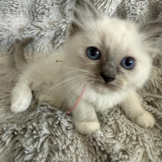 chaton Ragdoll blue point mitted Multi Les Ragdolls de la Croisette