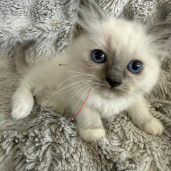 chaton Ragdoll blue point mitted Multi Les Ragdolls de la Croisette