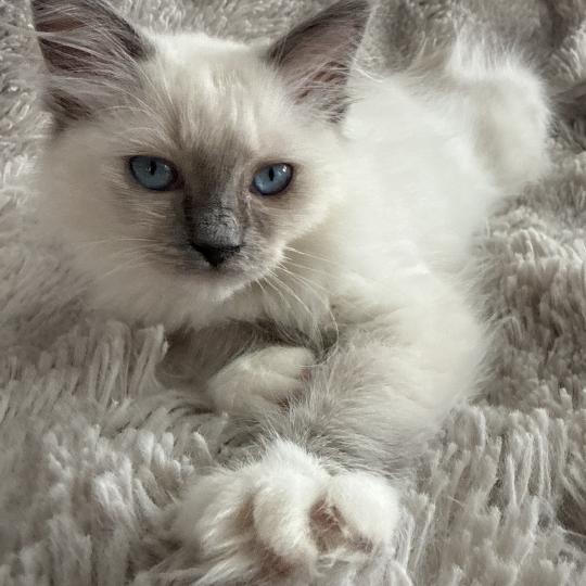 chaton Ragdoll blue point mitted Multi Les Ragdolls de la Croisette
