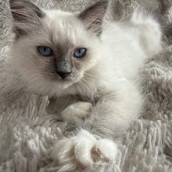 chaton Ragdoll blue point mitted Multi Les Ragdolls de la Croisette