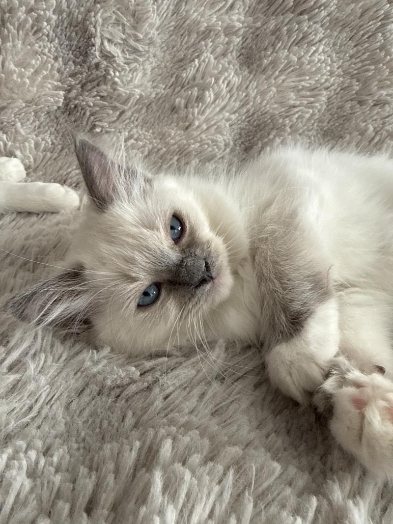 Multi De La Croisette Femelle Ragdoll