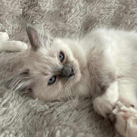 Multi De La Croisette Femelle Ragdoll