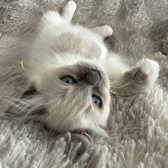 chaton Ragdoll blue point mitted Multi Les Ragdolls de la Croisette