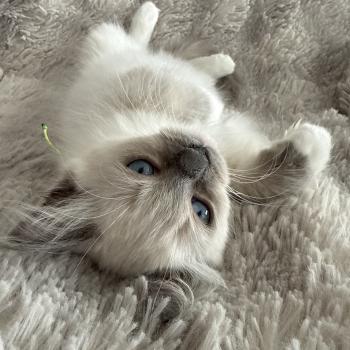 chaton Ragdoll blue point mitted Multi Les Ragdolls de la Croisette