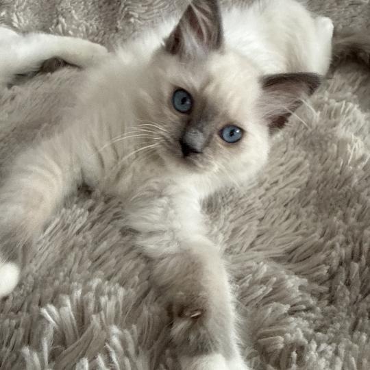 chaton Ragdoll blue point mitted Multi Les Ragdolls de la Croisette