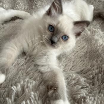chaton Ragdoll blue point mitted Multi Les Ragdolls de la Croisette