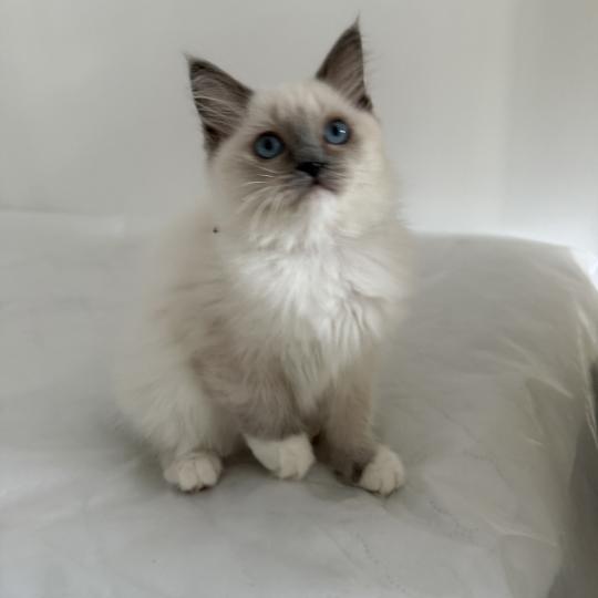 chaton Ragdoll blue point mitted Multi Les Ragdolls de la Croisette