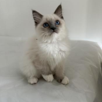 chaton Ragdoll blue point mitted Multi Les Ragdolls de la Croisette