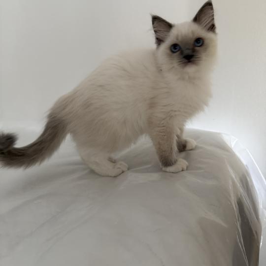 chaton Ragdoll blue point mitted Multi Les Ragdolls de la Croisette