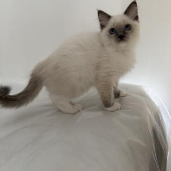 chaton Ragdoll blue point mitted Multi Les Ragdolls de la Croisette