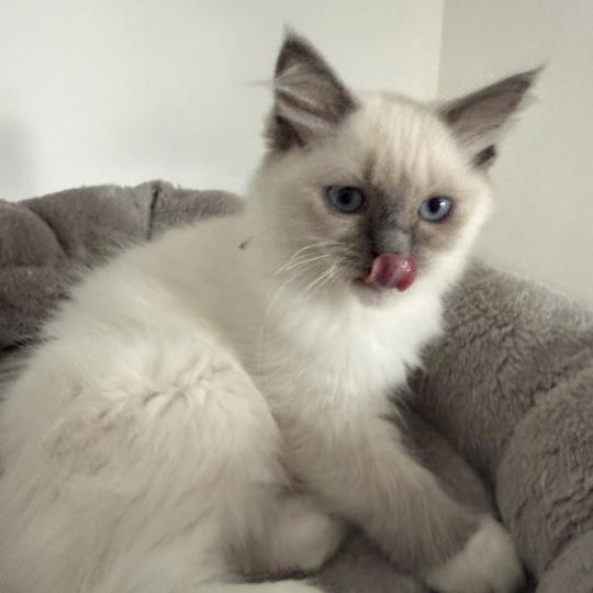 chaton Ragdoll blue point mitted Multi Les Ragdolls de la Croisette