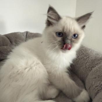 chaton Ragdoll blue point mitted Multi Les Ragdolls de la Croisette