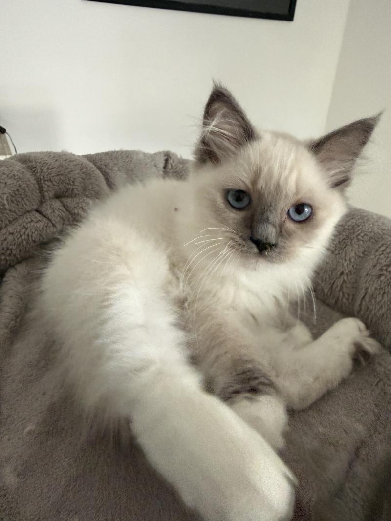 Multi De La Croisette Femelle Ragdoll
