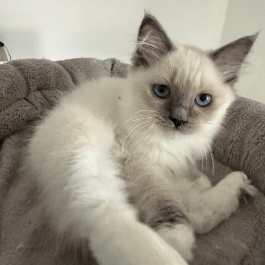 chaton Ragdoll blue point mitted Multi Les Ragdolls de la Croisette