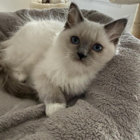 chaton Ragdoll blue point mitted Multi Les Ragdolls de la Croisette