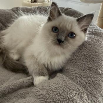 chaton Ragdoll blue point mitted Multi Les Ragdolls de la Croisette