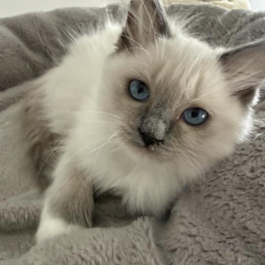 chaton Ragdoll blue point mitted Multi Les Ragdolls de la Croisette
