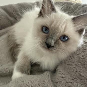 chaton Ragdoll blue point mitted Multi Les Ragdolls de la Croisette