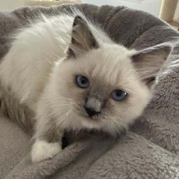 chaton Ragdoll blue point mitted Multi Les Ragdolls de la Croisette