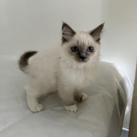 chaton Ragdoll blue point mitted Multi Les Ragdolls de la Croisette