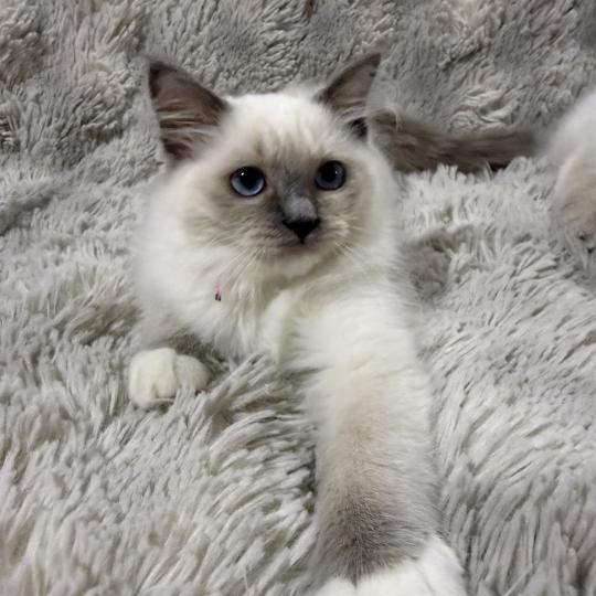 Bella De La Croisette Femelle Ragdoll