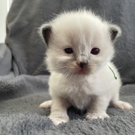 chaton Ragdoll Multi Les Ragdolls de la Croisette